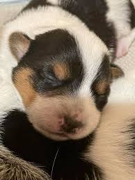 We did not find results for: Bar W Cowboy Corgi Puppies Home Facebook