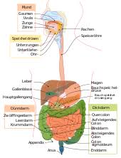 Das hauptorgan zum abbau von alkohol im menschlichen körper ist die leber. Alkoholkonsum Wikipedia