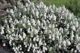 Image result for Antirrhinum