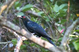 The white winged is a large white patch under its wings. Red Eyes The Birds Of Nus