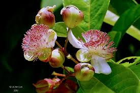 Image result for Tetracera