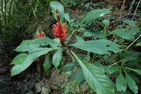 Image result for Aphelandra