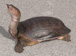 Mom, dad, anais, darwin and of course gumball! American Museum Of Natural History On Twitter Step Aside The Florida Softshell Turtle Doesn T Fit The Slow And Steady Stereotype This Species Is Relatively Quick On Land And Is A Rapid Swimmer Thanks To