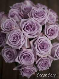 The Lavender Purple Rose Study Purple Roses Purple Wedding Flowers Lilac Roses