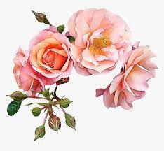 Check spelling or type a new query. Garden Roses Flower Pink Clip Art Rose Gold Flowers Clip Art Hd Png Download Transparent Png Image Pngitem