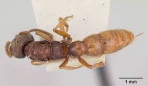 Image result for Antherotoma senegambiensis