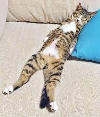 Click The Photo For More Adorable And Cute Cat Videos And Photos Cutecats Cats Kittens Catvideos Goruntuler Ile Evcil Hayvanlar Hayvanlar Kedi