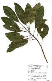 Image result for Uapaca nitida