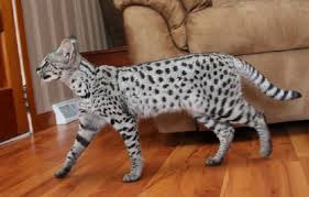 The 10 Largest Domestic Cat Breeds In The World Large Domestic Cat Breeds Domestic Cat Breeds Cat Breeds