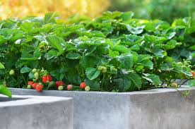 Strawberry raised garden bed position. 13 Common Raised Bed Gardening Mistakes Diy Crafts