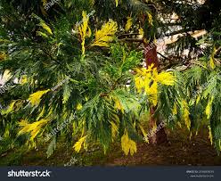 Image result for ramas de libocedro arbol