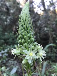 Image result for Albuca nigritana
