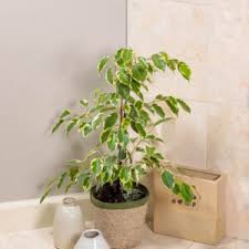 Image result for Ficus pygmaea