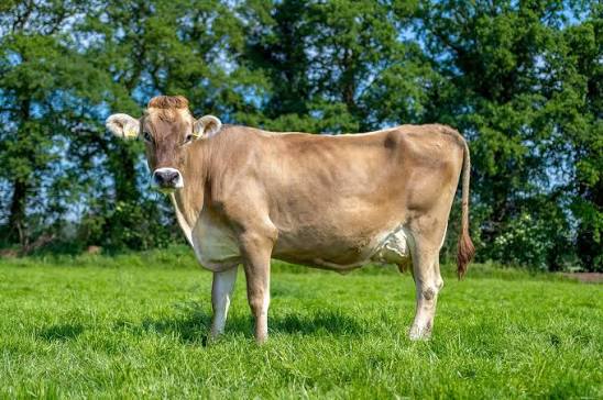 Brown Swiss cattle | Low-Maintenance Dairy | Globifield ®