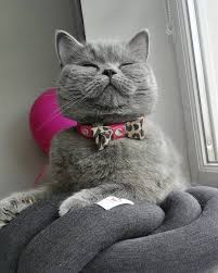 Katzen Adli Kullanicinin Fake Story Panosundaki Pin 2020 Kedi Tumblr Kizlari Kizlar