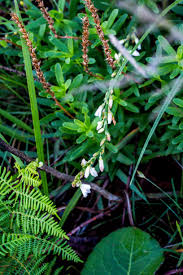 Image result for Ophrestia