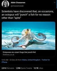 Un pulpo joven que muestra una curiosidad notable. Best Watch Out Fishes Album On Imgur