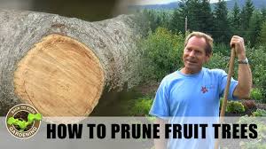Check spelling or type a new query. Back To Eden Gardening How To Prune Fruit Trees For Maximum Production With Arborist Paul Gautschi Youtube