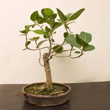 Buy Banyan Tree Bonsai Plant Online From Nurserylive At Lowest Price