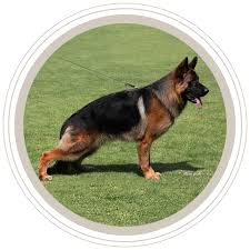 Our team of experts is here to help you choose a puppy that suits your lifestyle and meets your expectations. Solid Black Red Black Purebred West German Shepherd Puppies Ak Wboc Tv