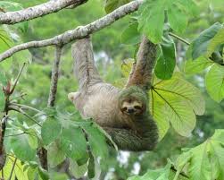 All five living species are limited to the lowland tropical forests of south and central america, where they can be found high in the forest canopy sunning, resting, or feeding on leaves. Where Sloths Find These Branches Their Family Trees Expand The New York Times