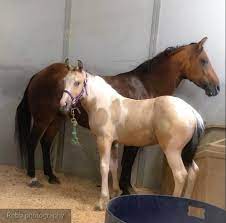 The horse has a tan or gold colored coat with black points (mane, tail, and lower legs). Gorgeous Buckskin Tobiano Gypsy Painted Feathers Ranch Facebook