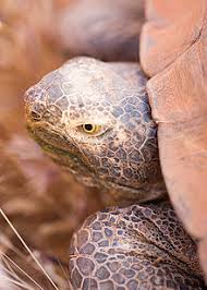 Desert Tortoise Wikipedia