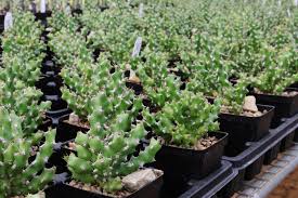 Image result for Euphorbia ramulosa