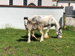 Herzlich willkommen auf dem seumahof. Reitanlage Seumahof Beitrage Facebook
