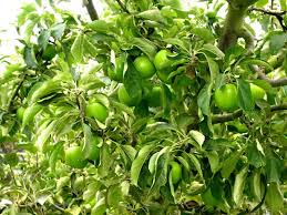 All fruit is tree ripened, left until the optimal picking time and then packaged and sent to the market floor within 24 hours. Granny Smith Apple Trees From Waimea Nurseries