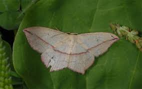 Image result for Timandra comae