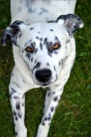 A5237184 shadow | pit bull/dalmatian. Dalmatian Mix By Polfiedary On Deviantart Dalmatian Mix Mixed Breed Dogs Pitbull Terrier