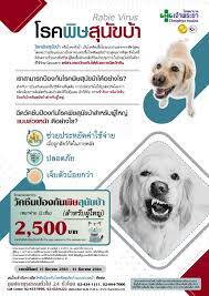 กระตุ้นวัคซีนพิษสุนัขบ้า , ไข้หัด และ โรคระบบทางเดินหายใจส่วนต้น ช่องปากและลิ้นอักเสบ à¸§ à¸„à¸‹ à¸™à¸› à¸­à¸‡à¸ à¸™à¸ž à¸©à¸ª à¸™ à¸‚à¸š à¸² à¸ªà¸³à¸«à¸£ à¸šà¸œ à¹ƒà¸«à¸ à¹‚à¸£à¸‡à¸žà¸¢à¸²à¸šà¸²à¸¥à¹€à¸ˆ à¸²à¸žà¸£à¸°à¸¢à¸²