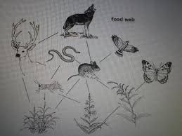 Image result for organisms and their environment