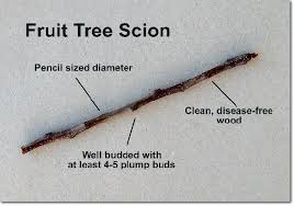 It is often not apparent when a tree is infected with a fatal disease. Heritage Fruit Tree Cuttings Scions More Info