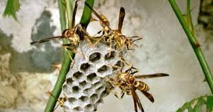 Black And White Wasp Identification Social Wasps Of Florida Wasp Insect Species Wasp Nest