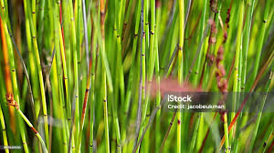 Image result for Restionaceae