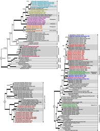 Image result for Grammitis cryptophlebia