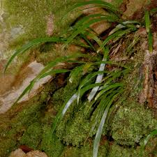 Image result for Vittaria isoetifolia