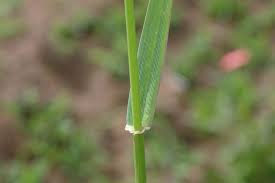 Image result for Lolium multiflorum