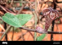Image result for Ceropegia carnosa