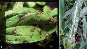 Five people had escaped before fire crews arrived, lfb said. Leaf Blight An Overview Sciencedirect Topics