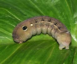 Image result for Hippotion celerio