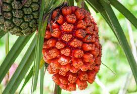 Fruit for leis, dye brushes. What Does Hala Fruit Taste Like Pandanus Cuisinevault