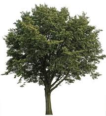 Big Tree Photoshop Google Search Tree Photoshop Trees To Plant Tree