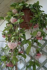 Pin On Plantas