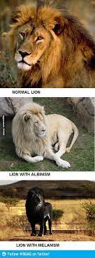 Normal Albino And Melanistic Lion Melanistic Lion Melanistic Lion Spirit Animal