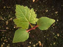 More on them in the article flea beetles: Ohio Weedguide