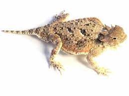 Estimating the monthly costs of owning a pet is just as important as making sure you have the time and motivation to feed the lizard when necessary, and provide a safe environment to live. Desert Horned Lizard For Sale Reptiles For Sale