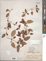 Image result for Cyphia lasiandra